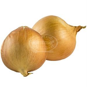 Onions Spanish